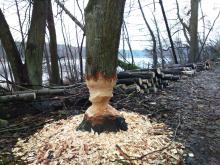 Uwaga!!! – niebezpiecznie podcięte drzewa przez bobry nad jeziorem Płotki.