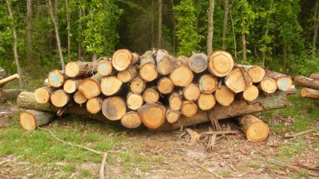Nowa procedura sprzedaży detalicznej drewna