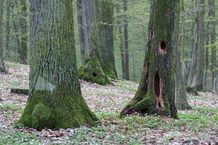 fot. Wojciech Plata - "Rezerwat Zielona Góra"